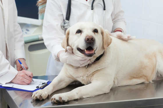 犬　眼科