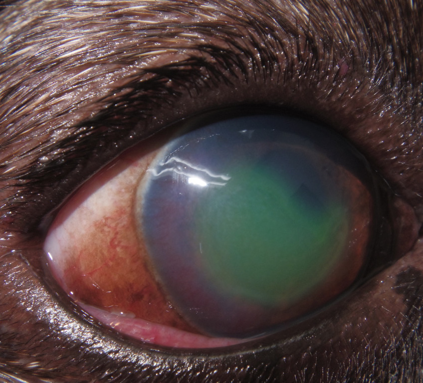 犬 ドライアイ 角膜潰瘍