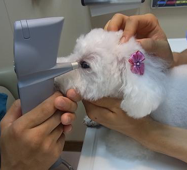 犬 眼圧