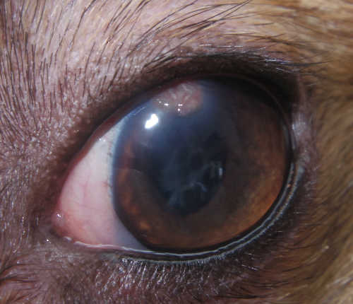 犬 網膜剥離