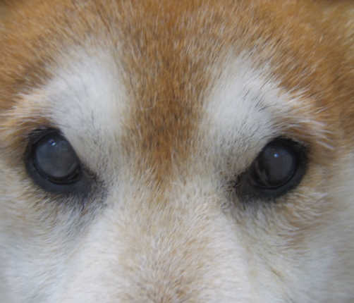 犬 義眼