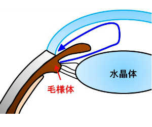 犬 白内障