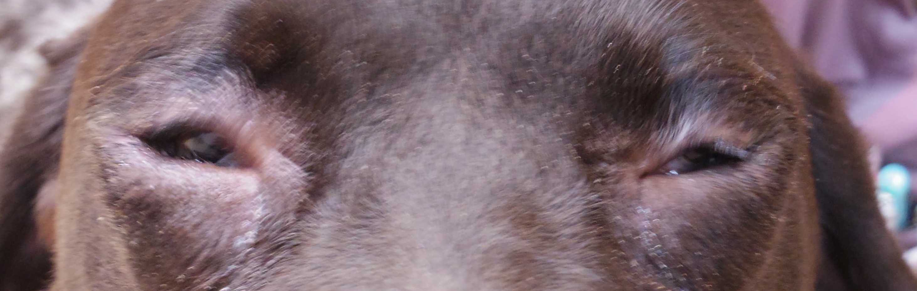 犬 眼瞼内反