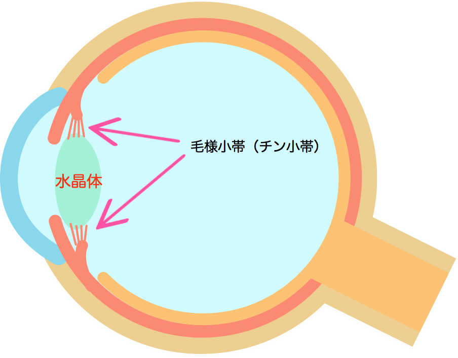 水晶体　模式図