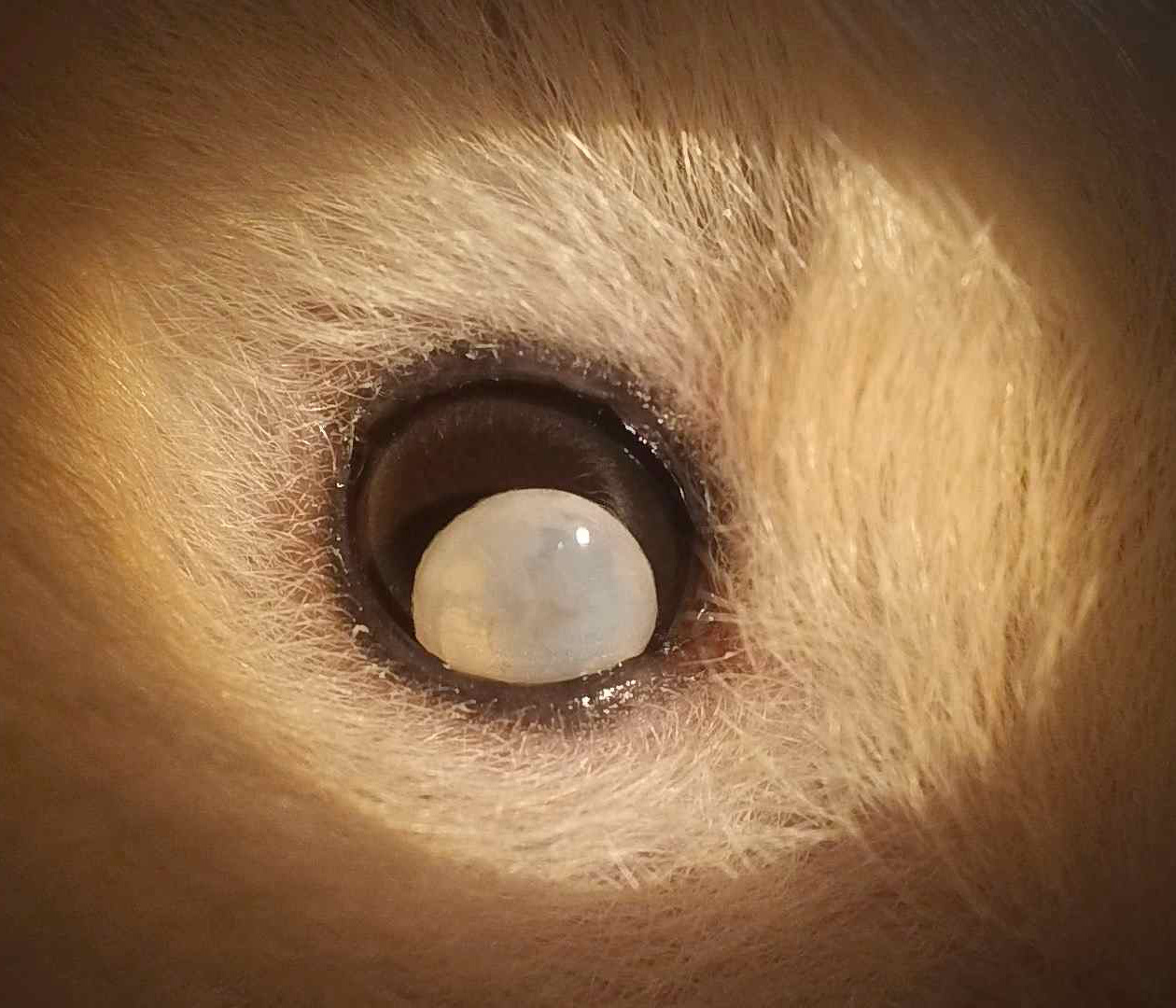 ハムスター　水晶体脱臼