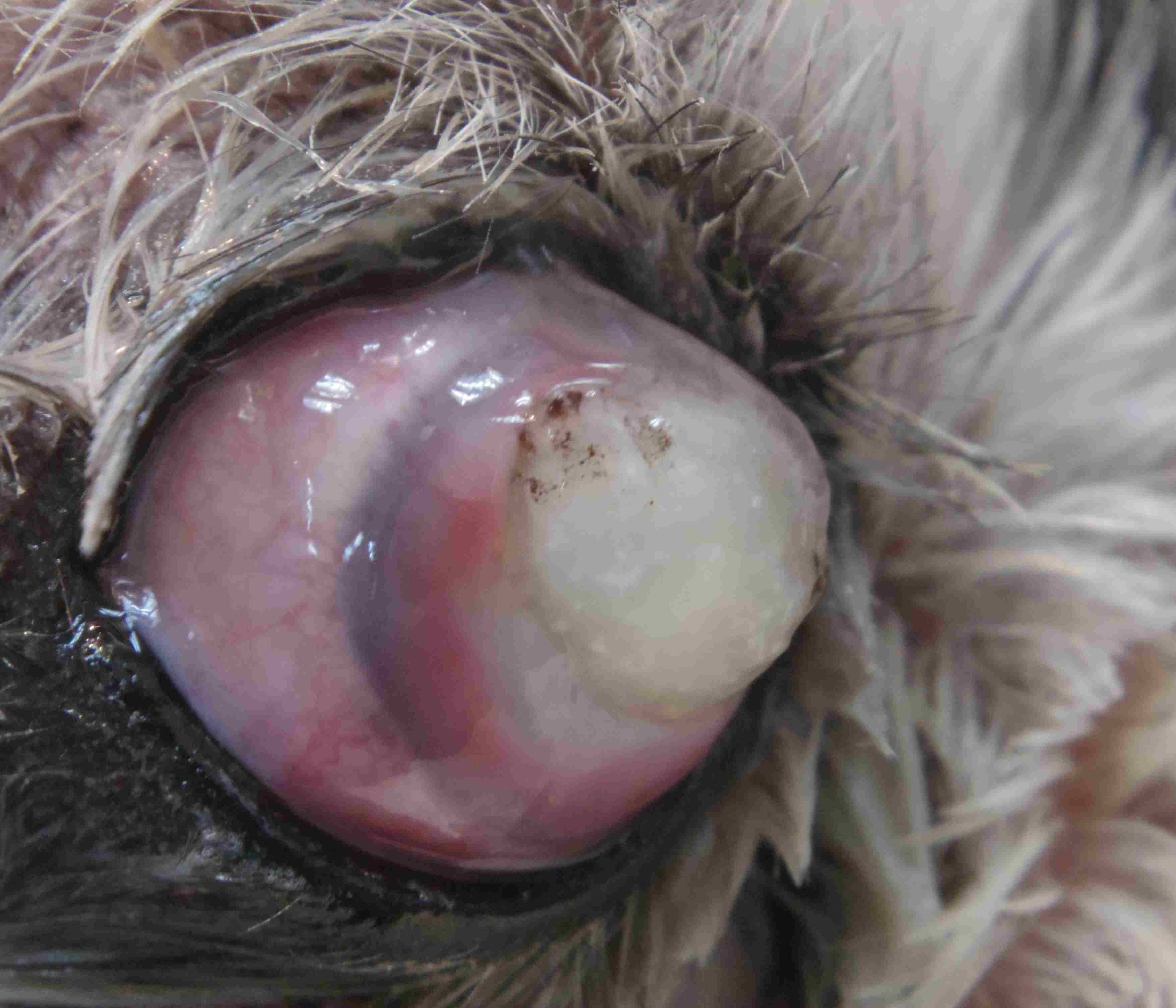 犬　重症　目