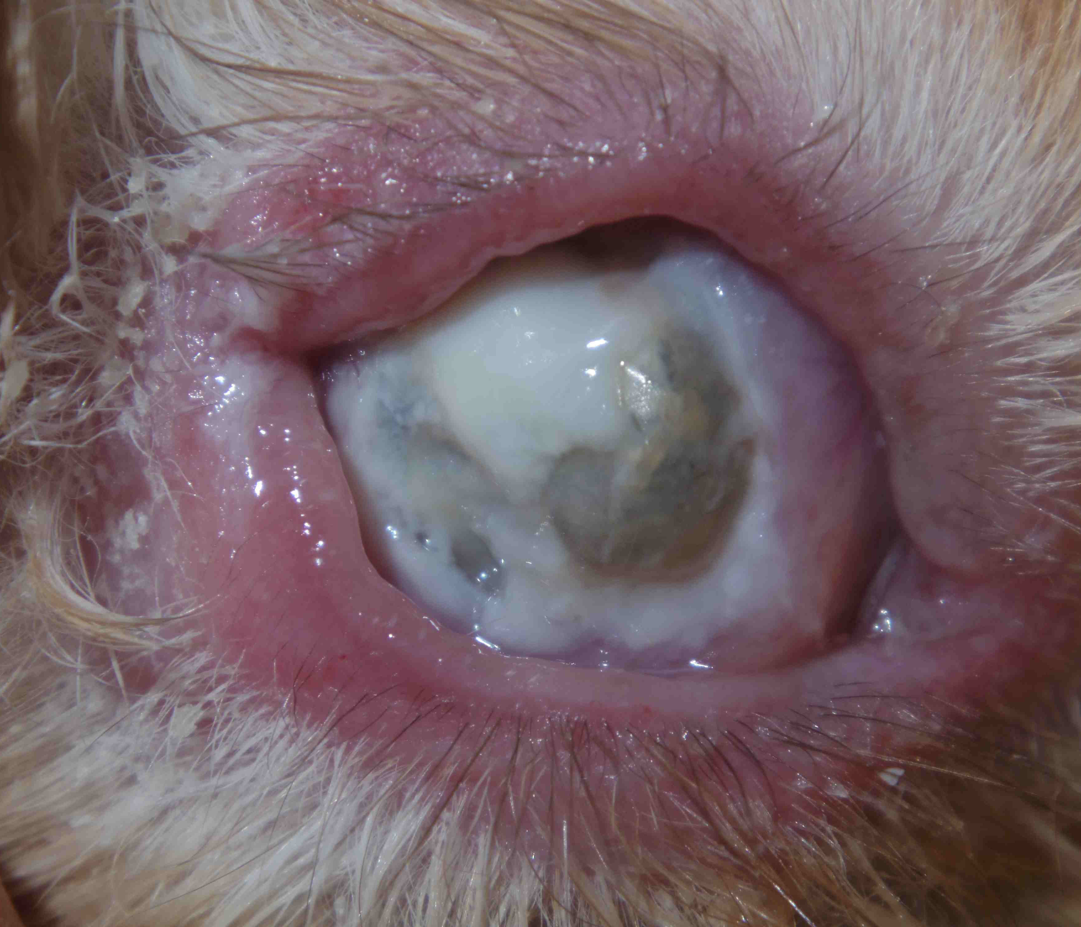 犬　重症　目